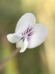 Vicia acutifolia