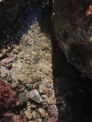 Leptosynapta albicans