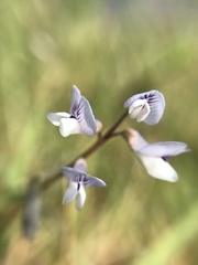 Vicia acutifolia