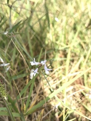 Vicia acutifolia