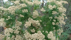 Ozothamnus ferrugineus