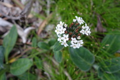 Myosotis rakiura