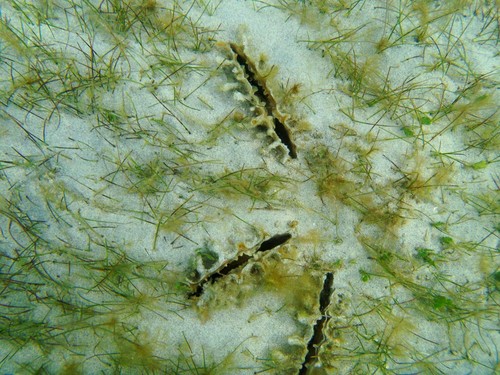 Pinna rugosa