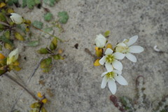 Gentianella saxosa
