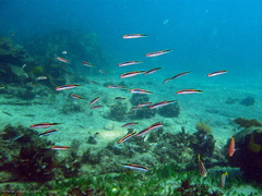 Trachinops taeniatus