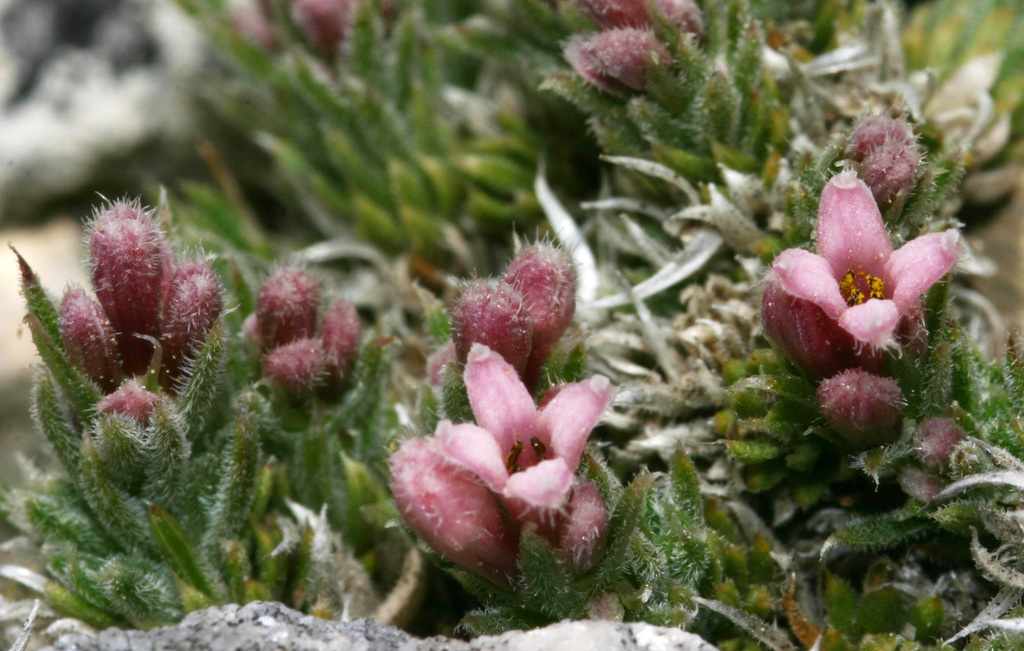 Cynanchica malevonensis