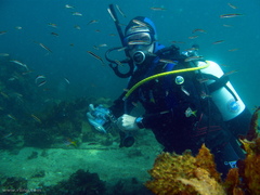 Trachinops taeniatus