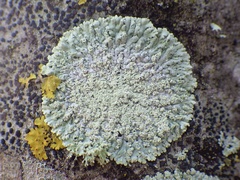 Physcia clementei