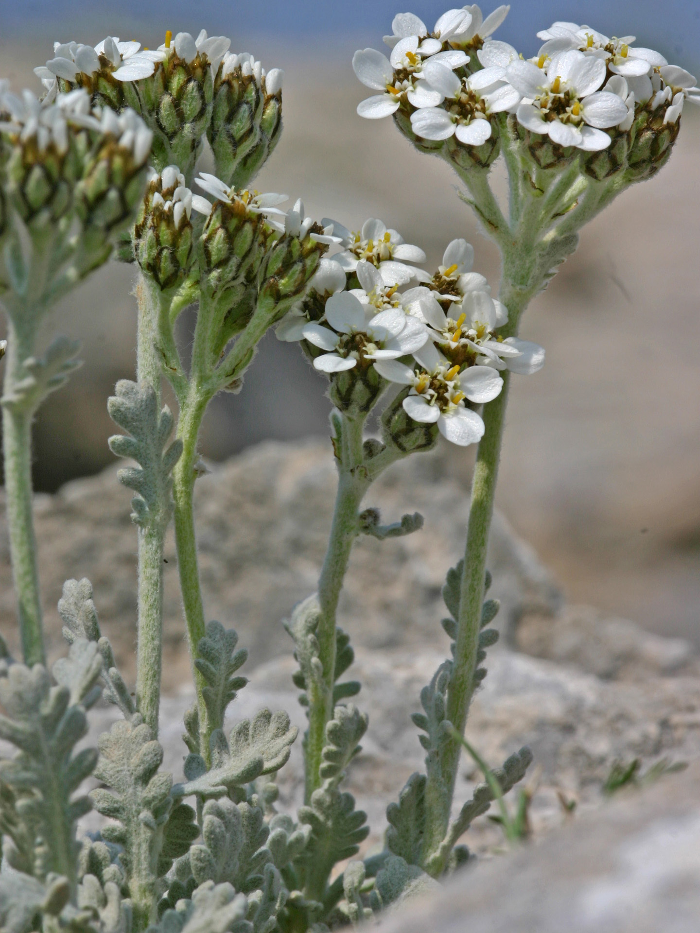 Achillea umbellata