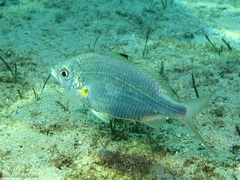 Gerres subfasciatus