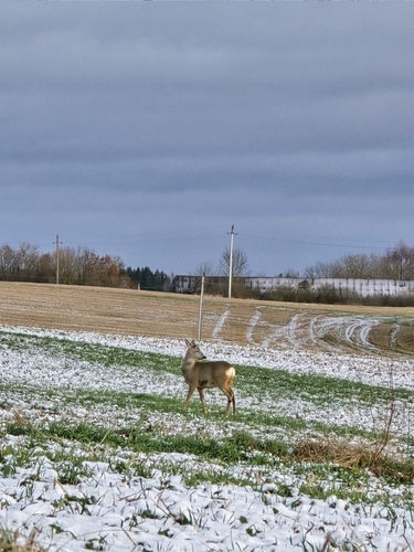 Western Roe Deer