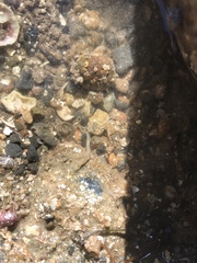 Leptosynapta albicans