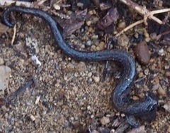 Batrachoseps gavilanensis