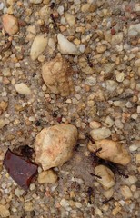 Iridomyrmex purpureus