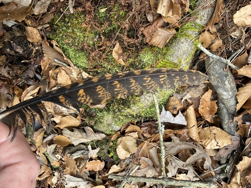 Chuck-will's-widow observed by aviatrix-79