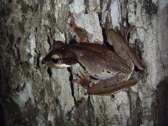 Polypedates macrotis