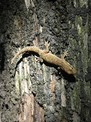 Lepidodactylus lugubris