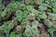 Sciadocladus menziesii