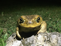 Rhinella marina