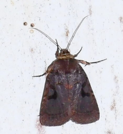Orthodes cartagensis