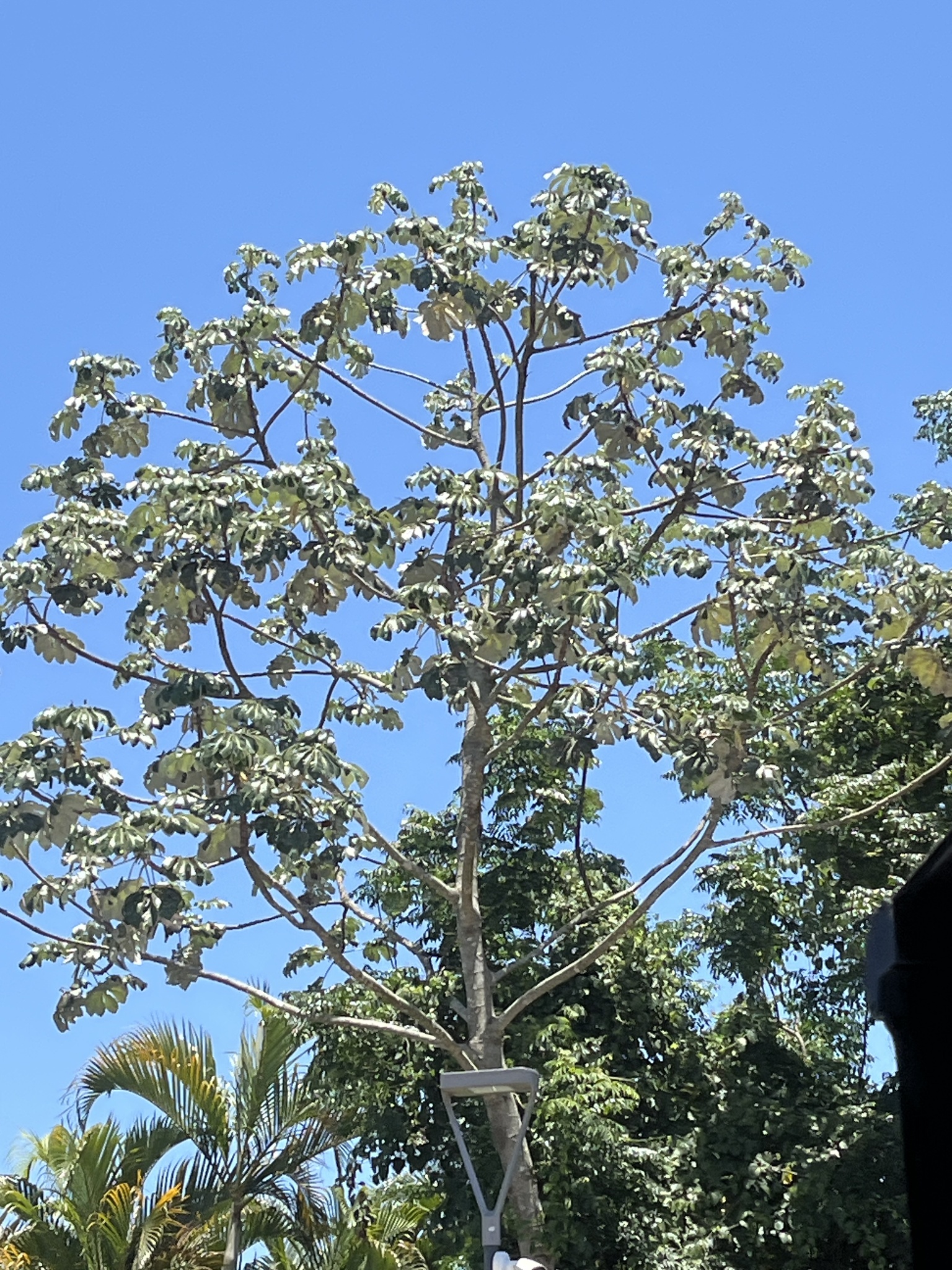 Cecropia pachystachya