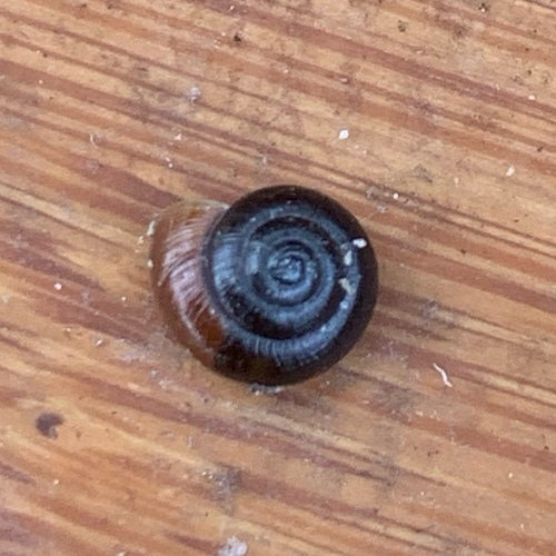 Black Gloss Snail, Amsterdam, Oude Haagseweg, photo 6 of 10