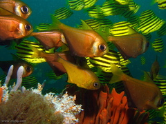 Pempheris compressa