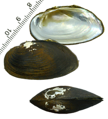 Nodularia breviconcha