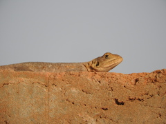 Agama agama