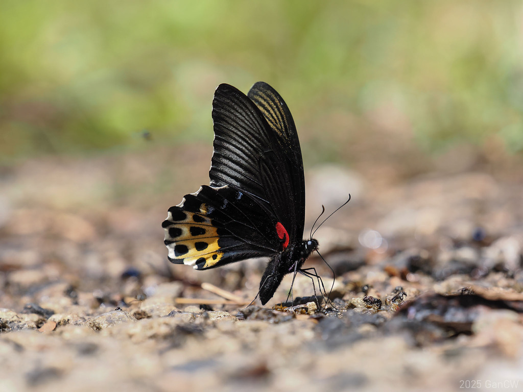 Papilio forbesi (Papilio forbesi)