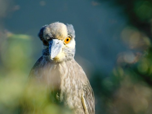 iNaturalist observation photo of Yellow-crowned Night Heron
