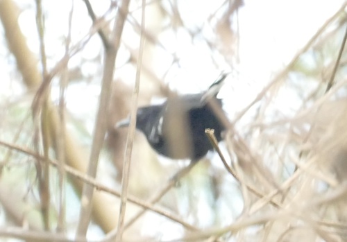 Band-tailed Antshrike (Thamnophilus melanothorax)