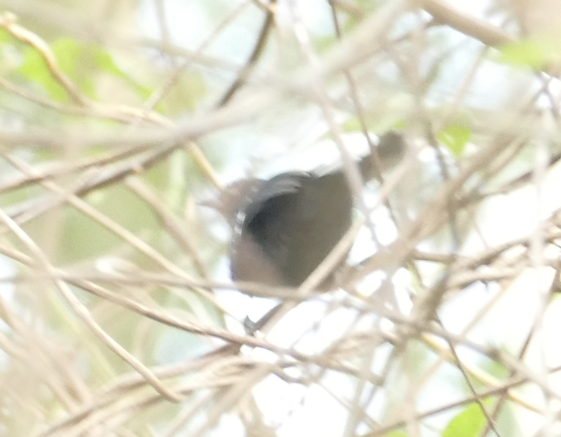 Band-tailed Antshrike (Thamnophilus melanothorax), photo 2