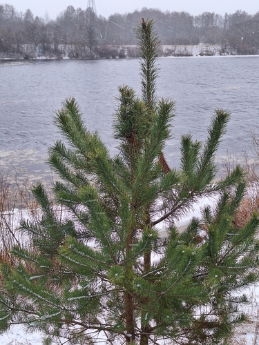 Scots pine
