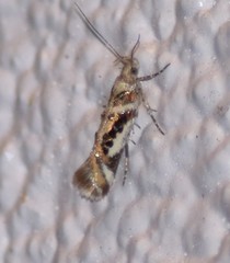 Aristotelia elegantella