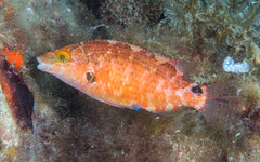 Symphodus mediterraneus