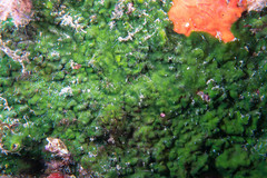 Palmophyllum crassum