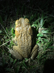 Rhinella marina