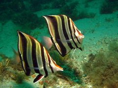Chelmonops truncatus