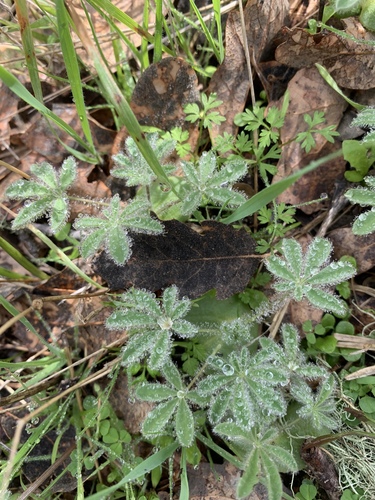 iNaturalist observation photo of lupines