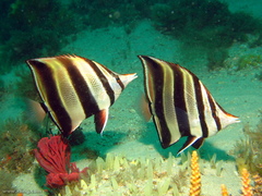 Chelmonops truncatus