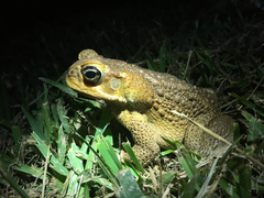 Rhinella marina