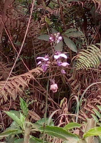 Purple Vlei Harlequin