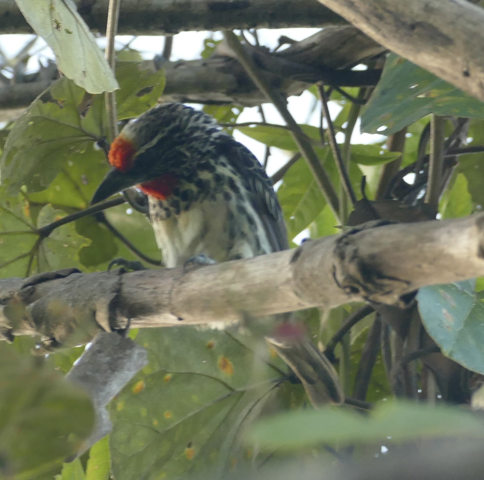 Black-spotted Barbet (Capito niger), photo 4