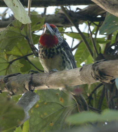 Black-spotted Barbet (Capito niger)