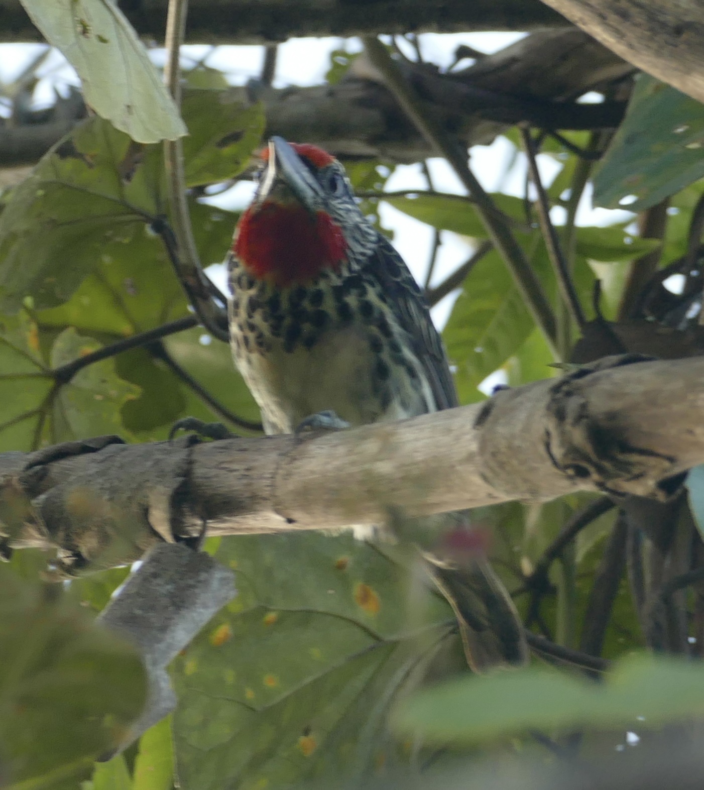 Black-spotted Barbet (Capito niger), photo 1