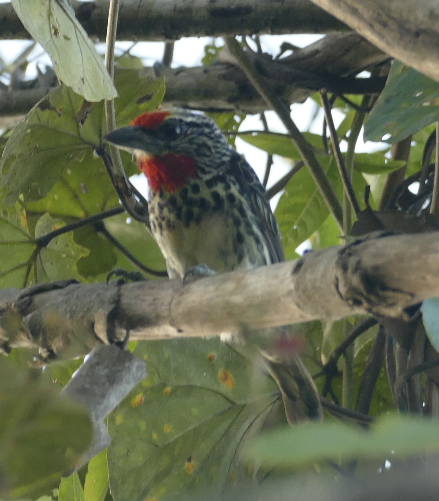 Black-spotted Barbet (Capito niger), photo 2