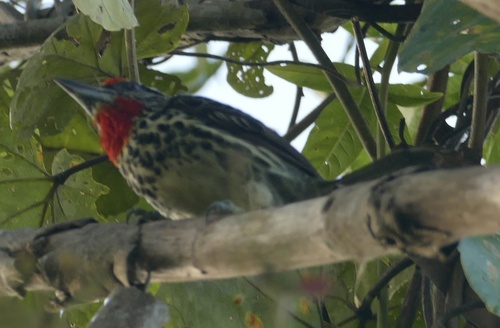 Black-spotted Barbet (Capito niger), photo 9