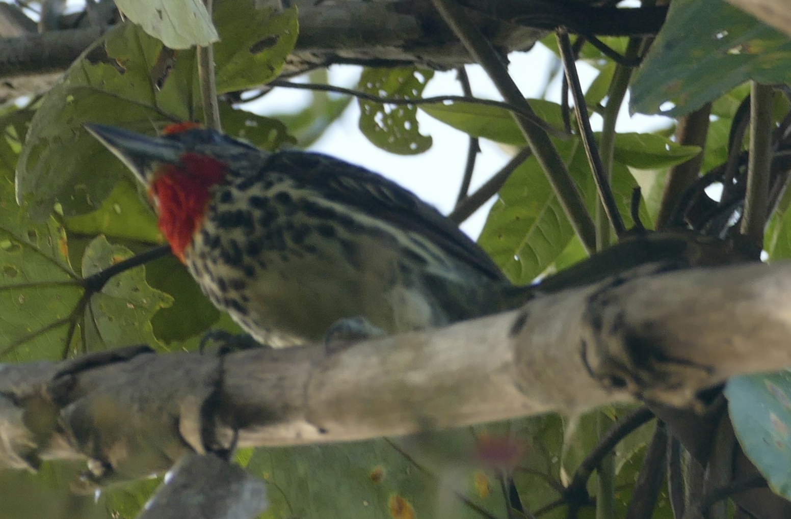 Black-spotted Barbet (Capito niger), photo 3
