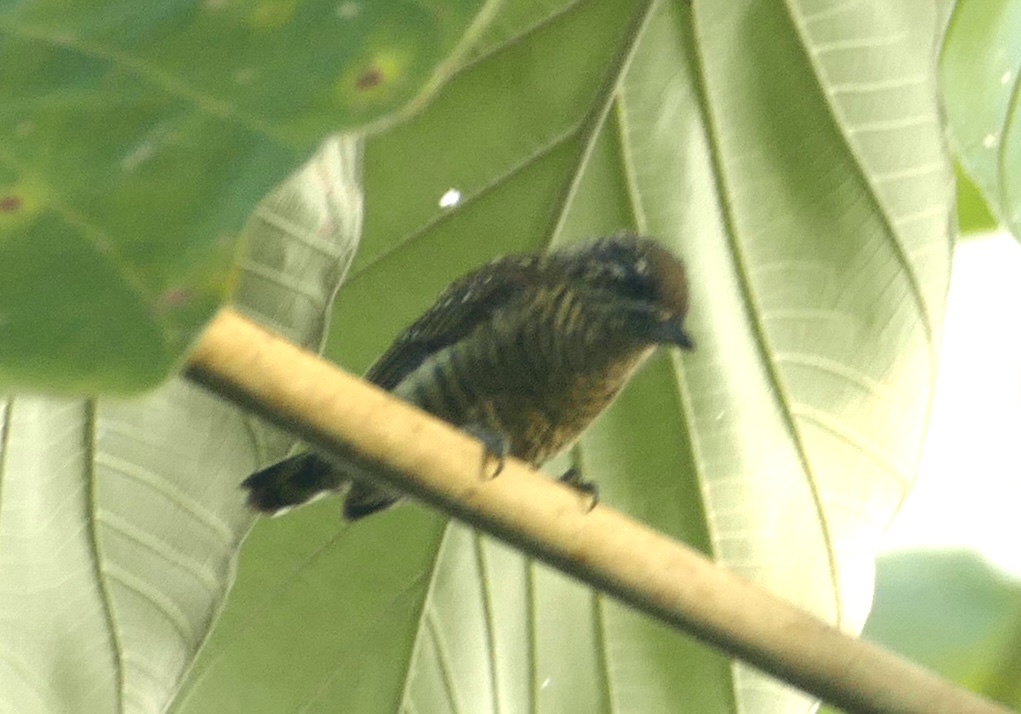 Golden-spangled Piculet (Picumnus exilis), photo 9